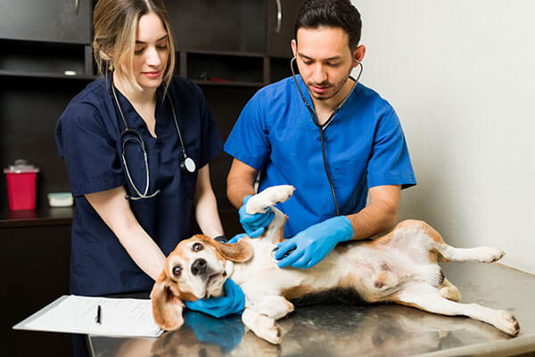 veterinary